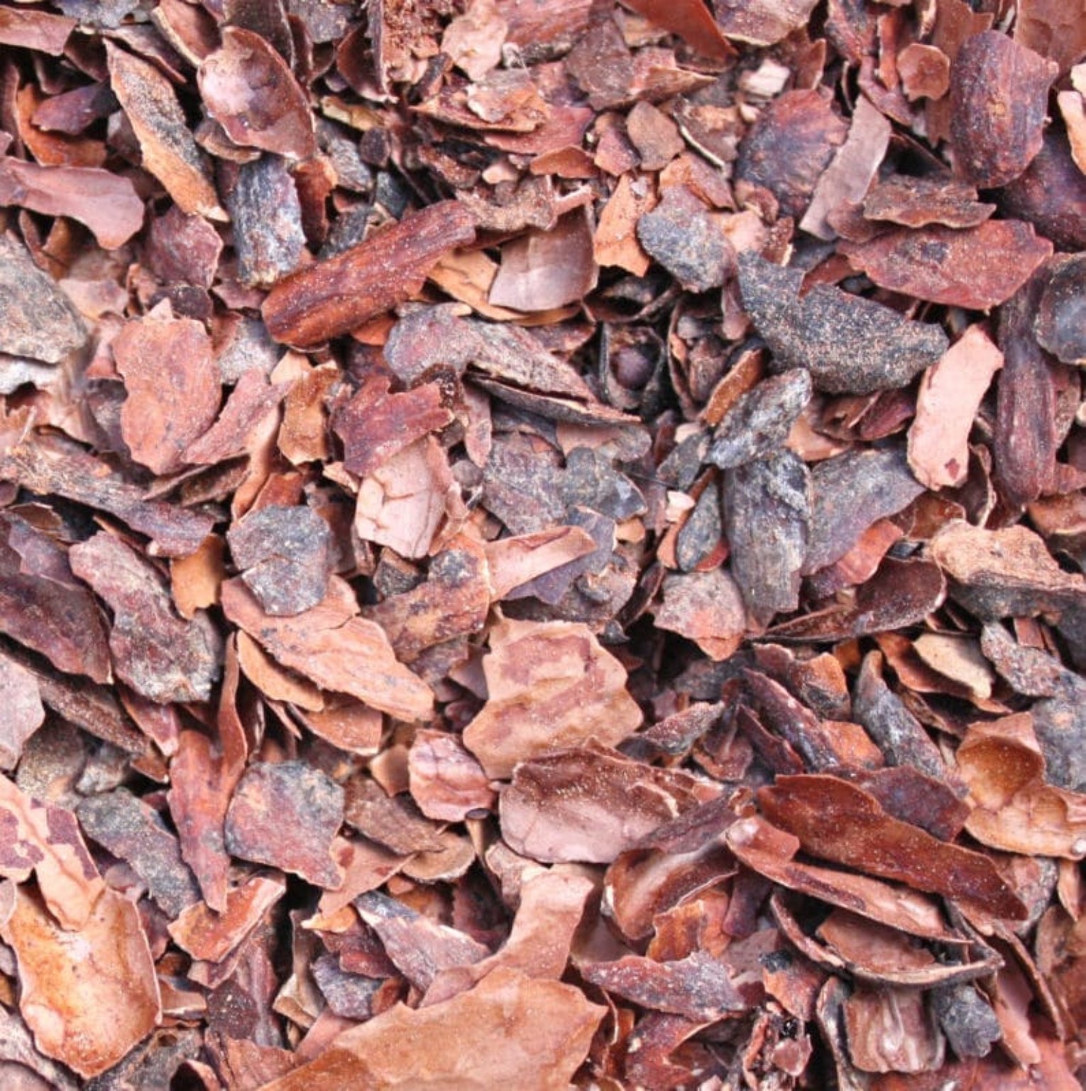 Cocoa Shell Close-up — TROPICAL LINK AFRICA