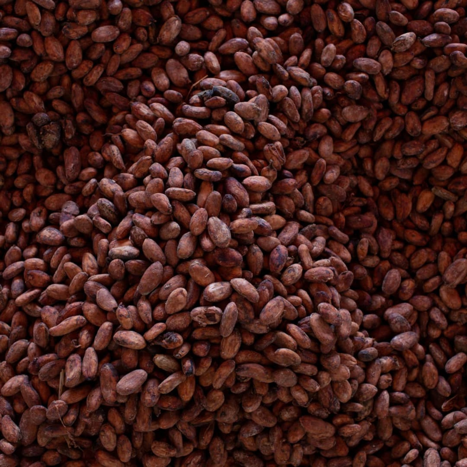 Cocoa export