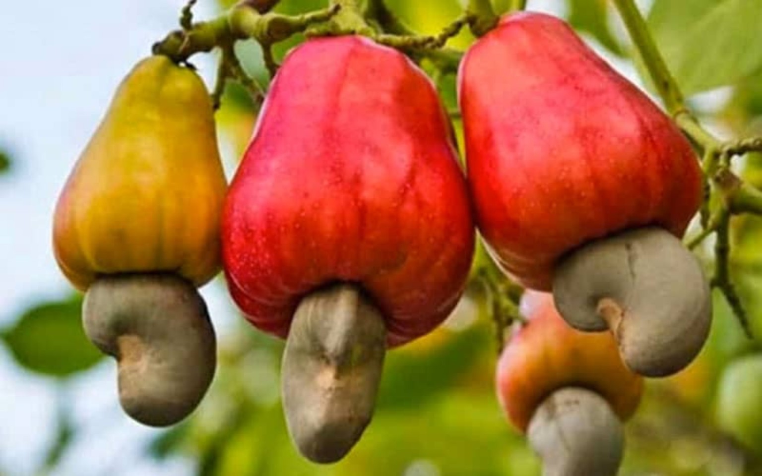 Cashew Apples — TROPICAL LINK AFRICA