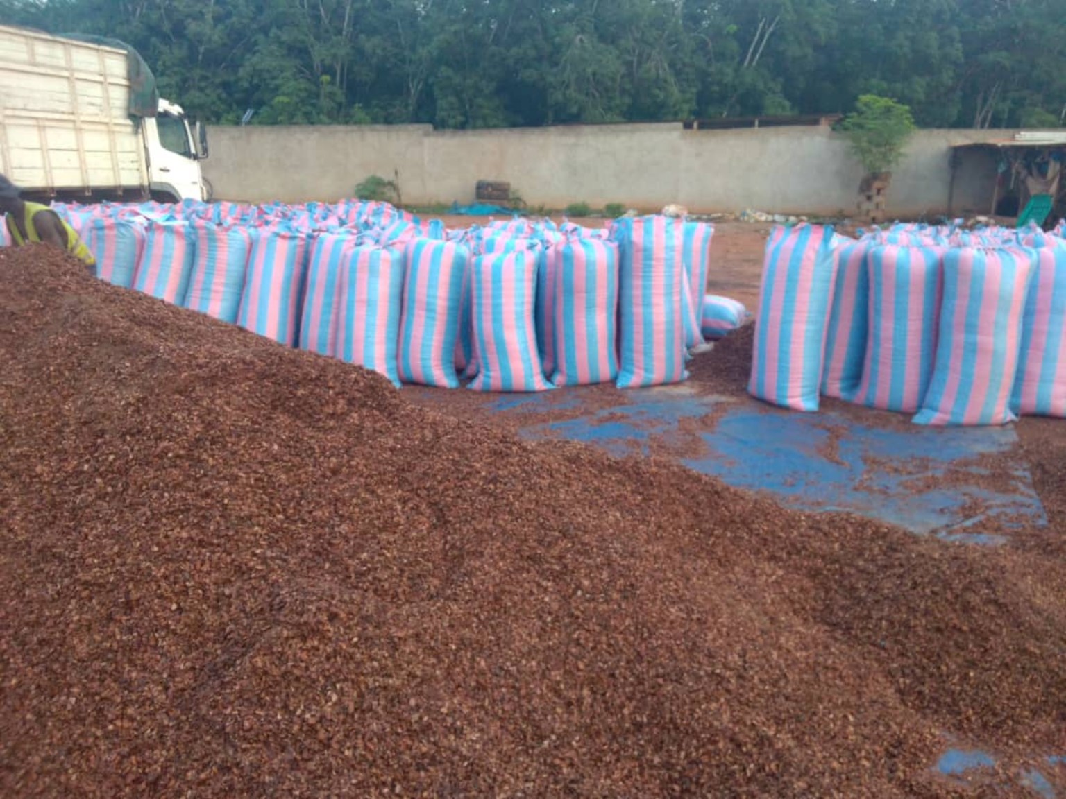 Cocoa beans prepared for export